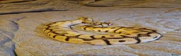 Python Snake reptiles for sale: CB14 bumblebee bloodball hybrid python  in Stourbridge - Advert 6