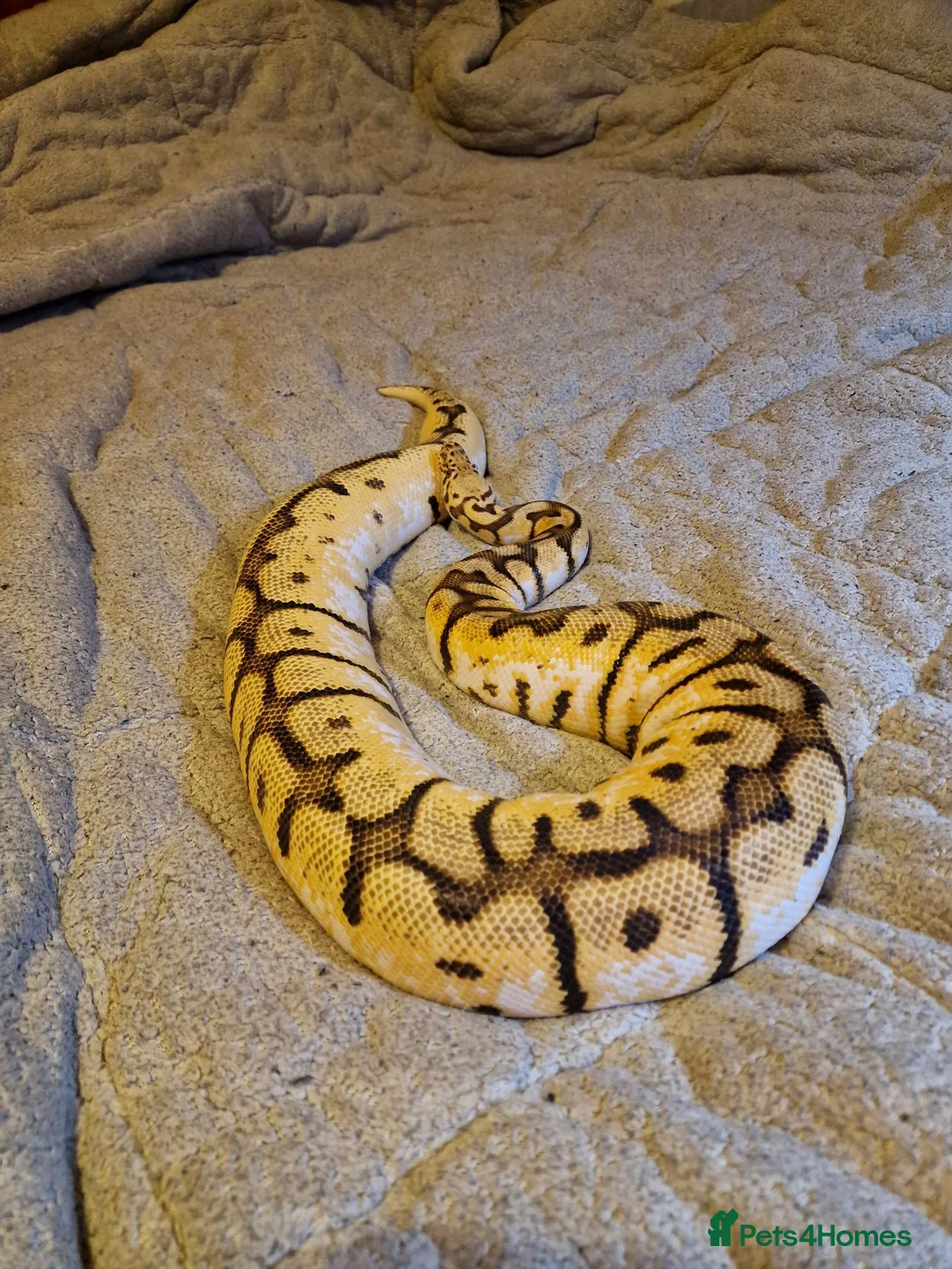 Python Snake reptiles for sale: CB14 bumblebee bloodball hybrid python  in Stourbridge - Advert 6