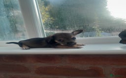 Mixed Breed dogs for sale: Two gorgeous jackrussel cross chihuahua pups  - Image 2