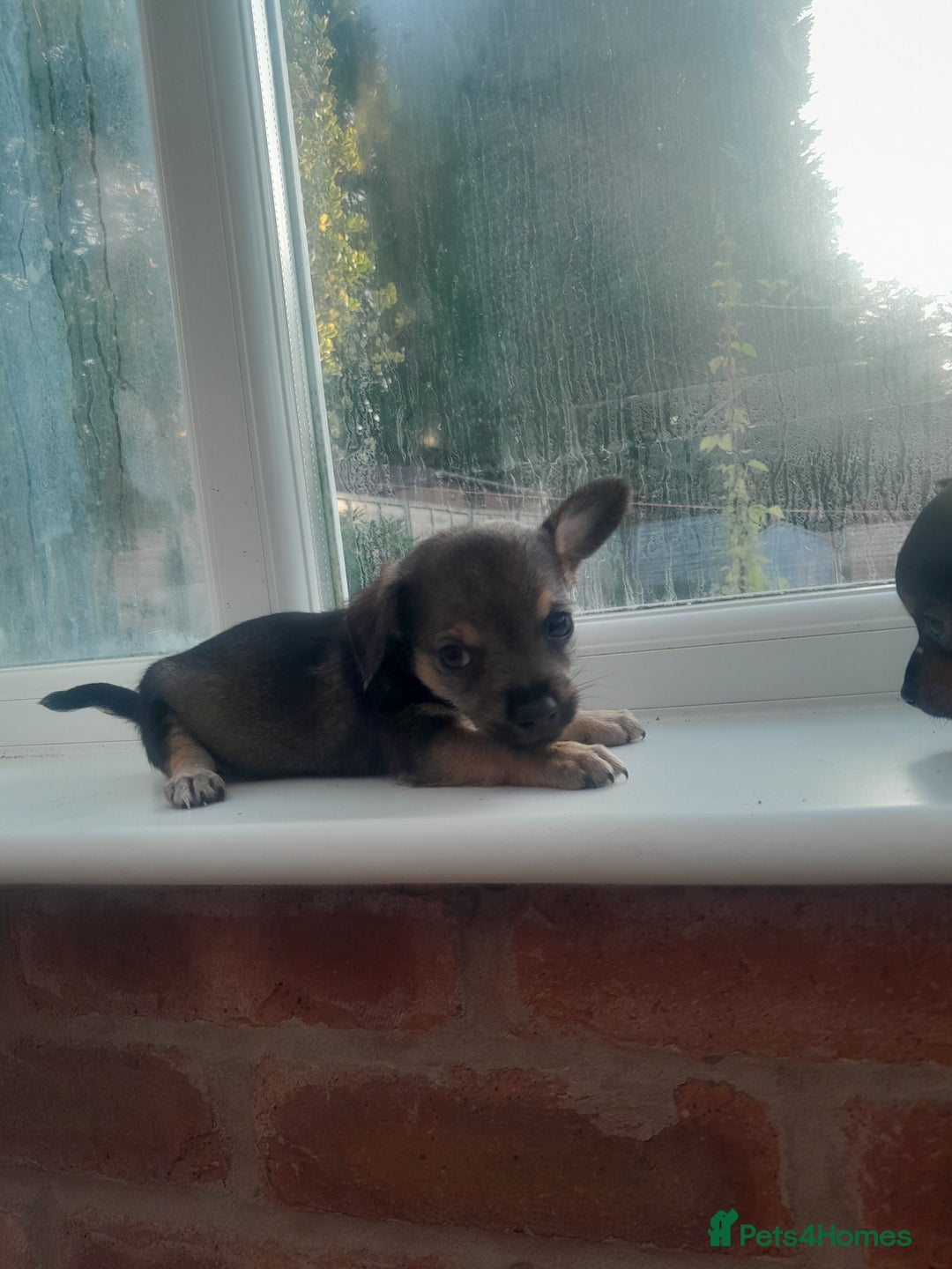 Mixed Breed dogs for sale: Two gorgeous jackrussel cross chihuahua pups  - Image 2