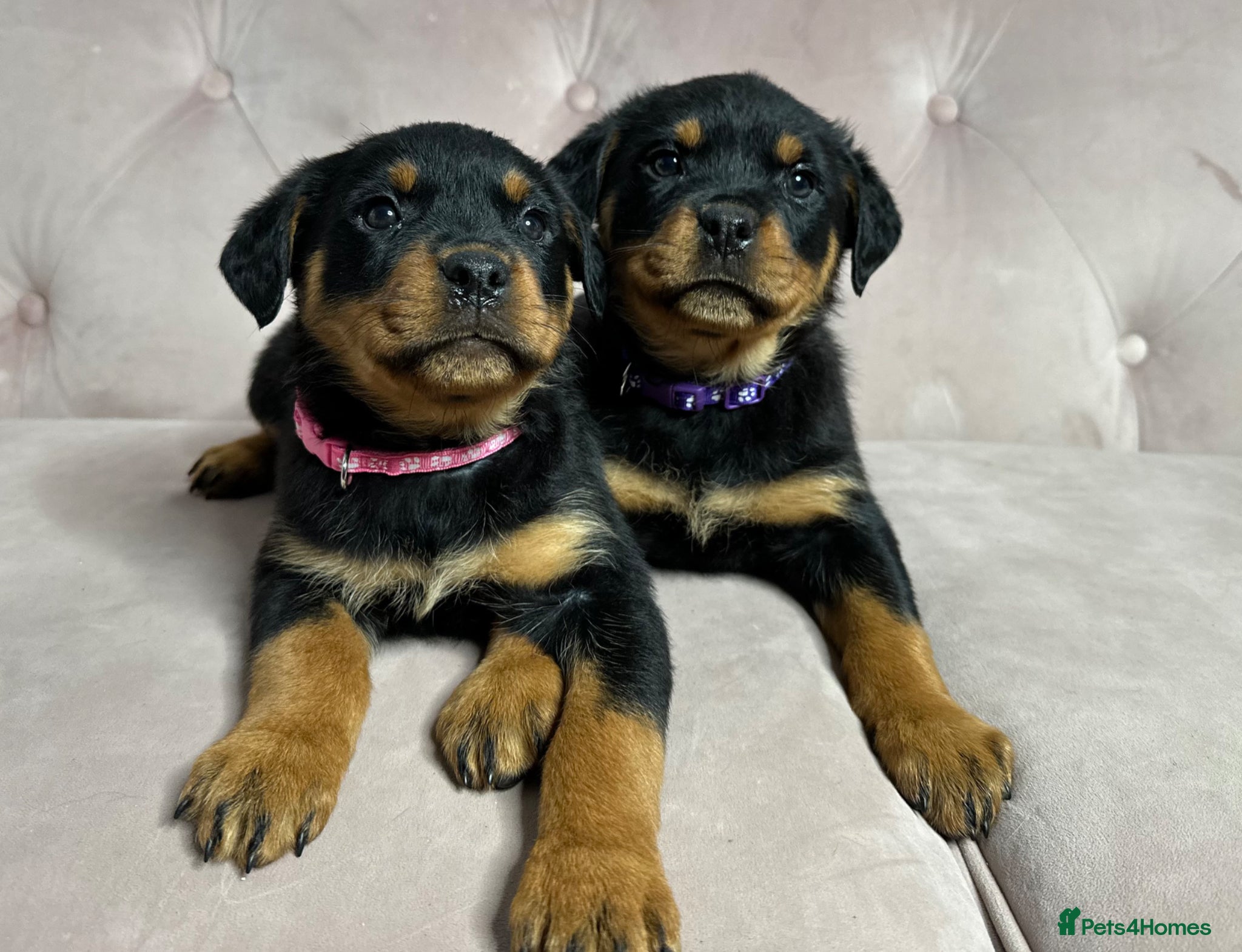 Rottweiler dogs Rottweiler puppies one boy & one girl left  - Advert 6