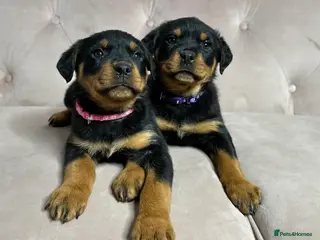 Rottweiler dogs Rottweiler puppies one boy & one girl left - Advert 7