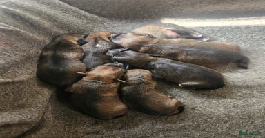 Mixed Breed dogs - Advert 6