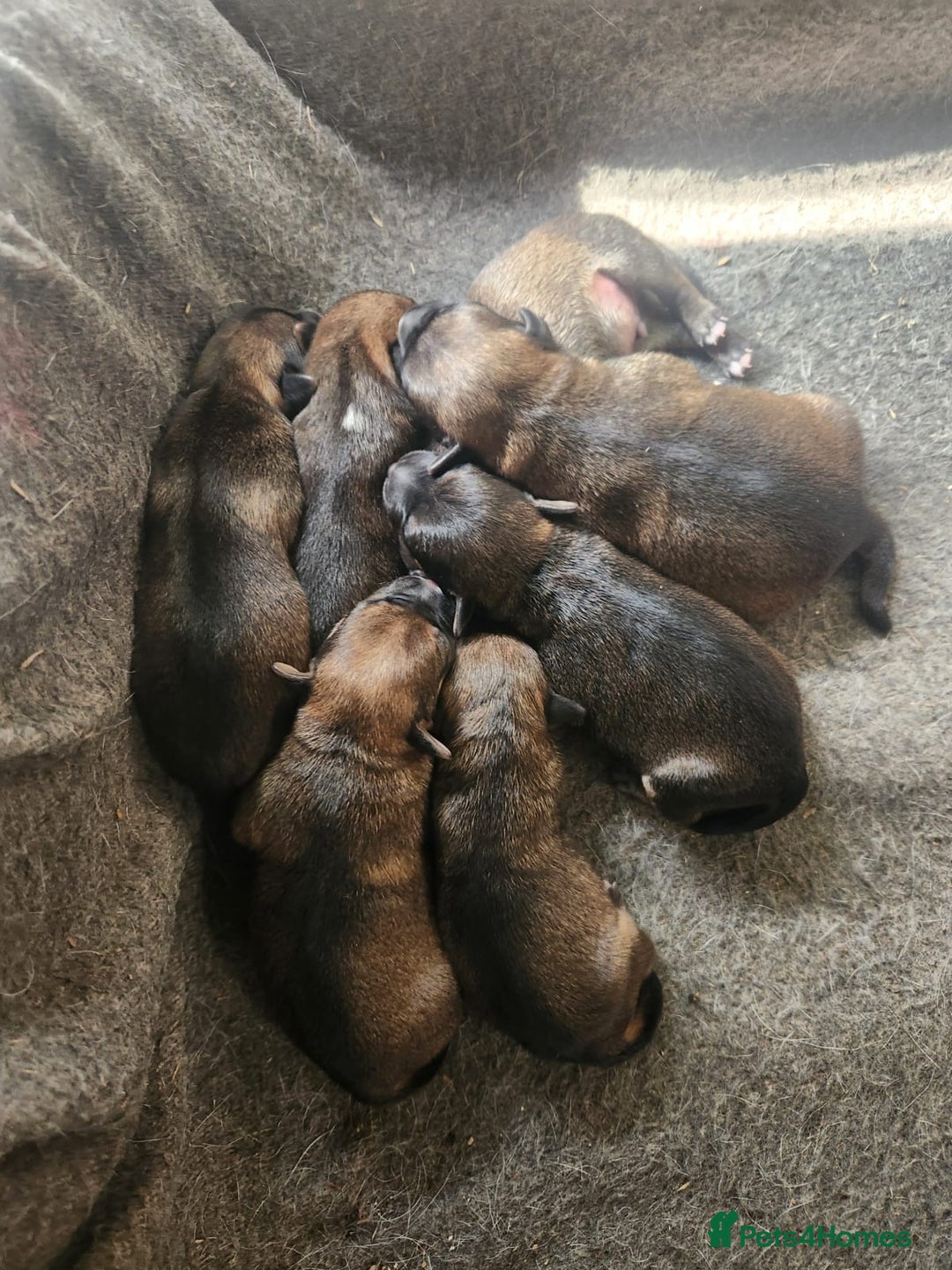 Mixed Breed dogs for sale: Six lovely Borderjack puppies available - Image 2