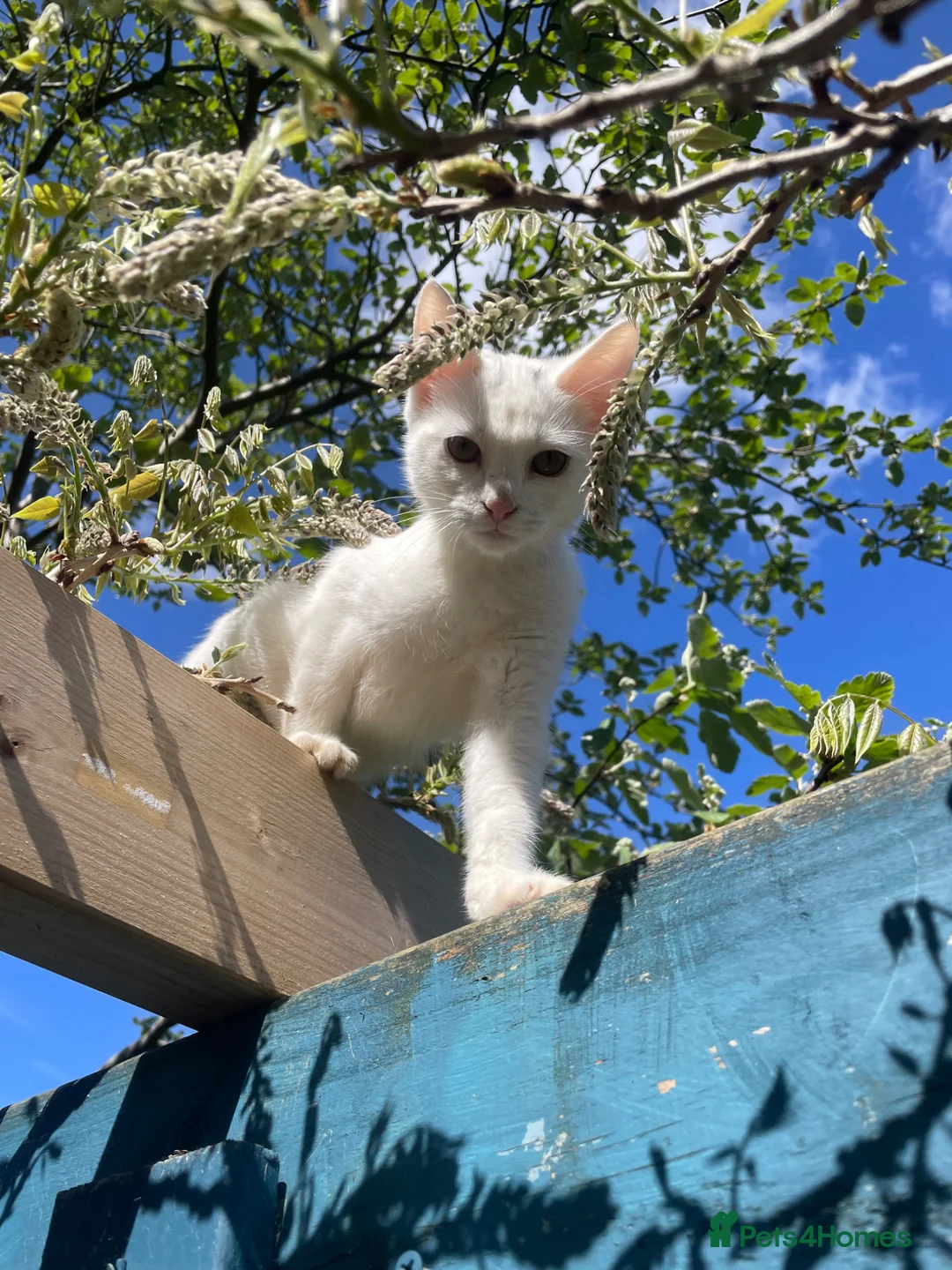 British Shorthair cats for sale: White kitten - Advert 6