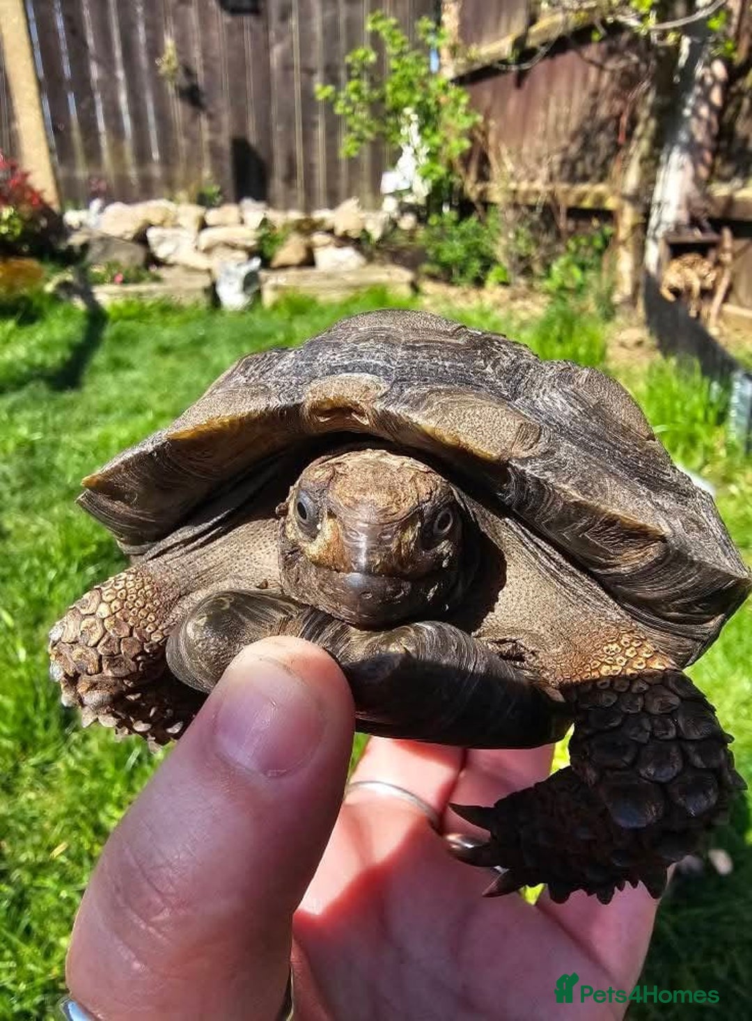 Tortoise reptiles for sale: Burmese mountain tortoises - Advert 4