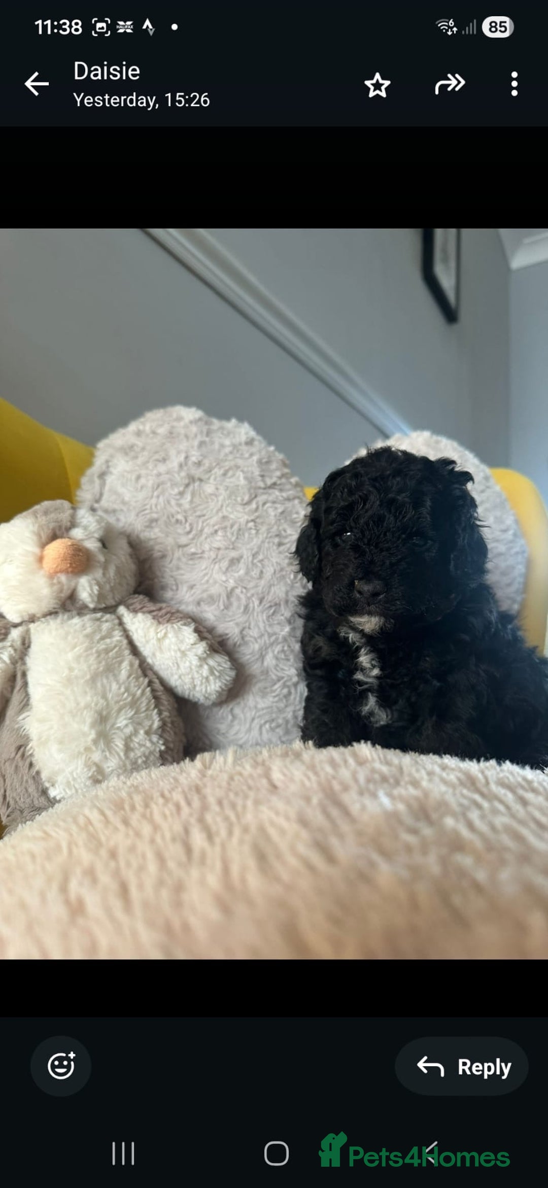 Schnoodle dogs for sale: Schnoodle Puppies - Advert 28