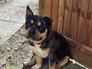 American Bully dogs Grey and black merle pocket bully - Advert 2