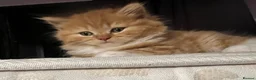 British Longhair cats for sale: 5 british long hair kittens for sale - Advert 7
