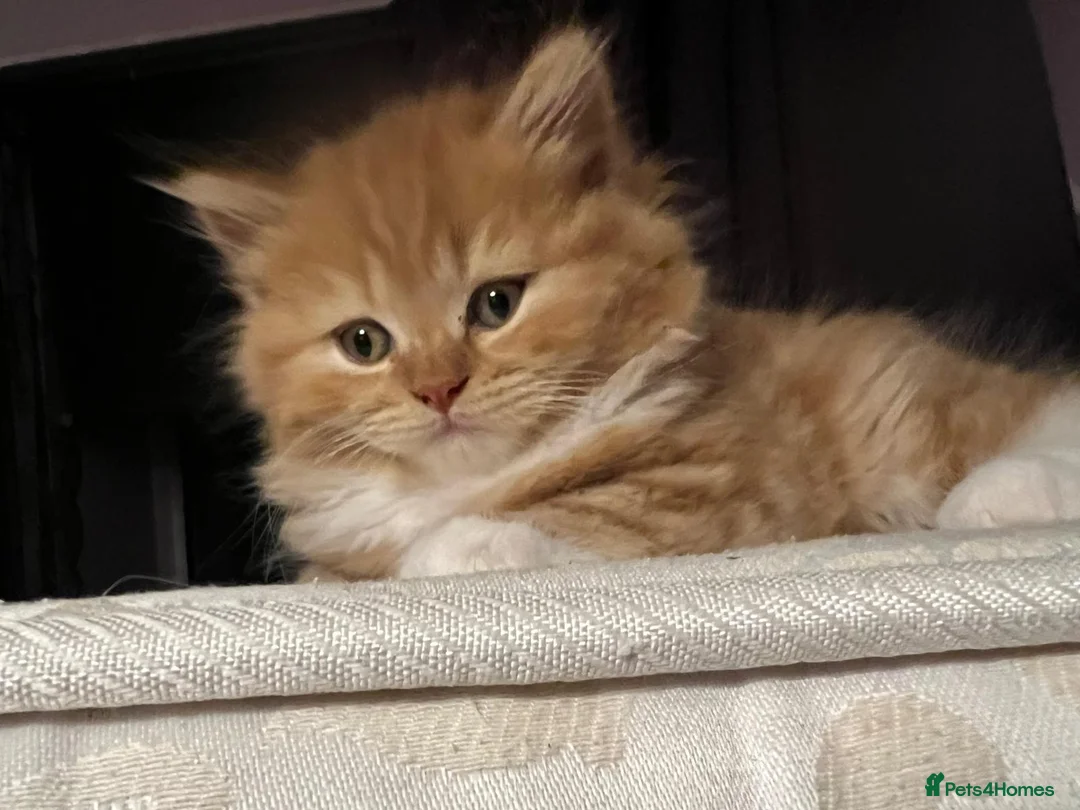 British Longhair cats for sale: 5 british long hair kittens for sale - Advert 7