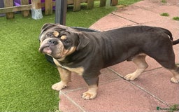 Dorset Olde Tyme Bulldogge dogs for stud: Proven LH fluffy carrier in Portsmouth - Image 4