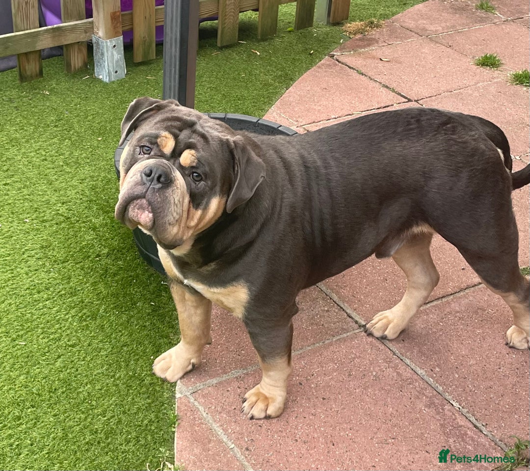 Dorset Olde Tyme Bulldogge dogs for stud: Proven LH fluffy carrier in Portsmouth - Image 4