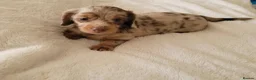 Miniature Dachshund dogs for sale: Miniature Dachshund  in Liverpool - Advert 8