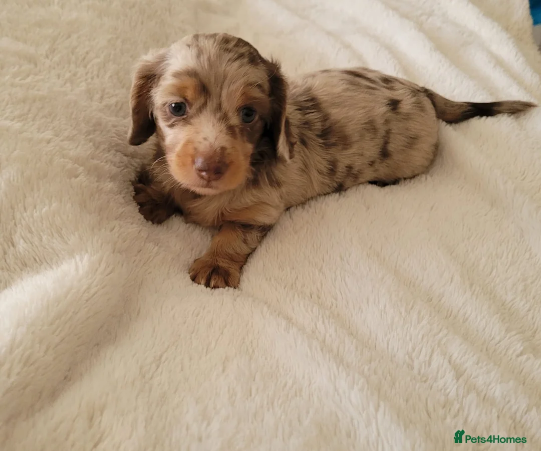 Miniature Dachshund dogs for sale: Miniature Dachshund  in Liverpool - Advert 8
