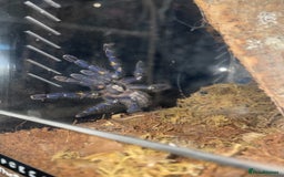 Tarantulas invertebrates for sale: P. Metallica female juvenile  - Image 1