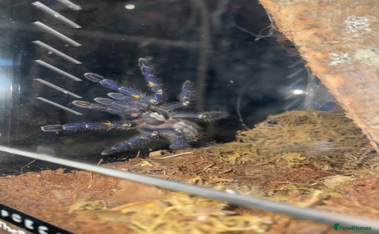 Tarantulas invertebrates - Advert 2