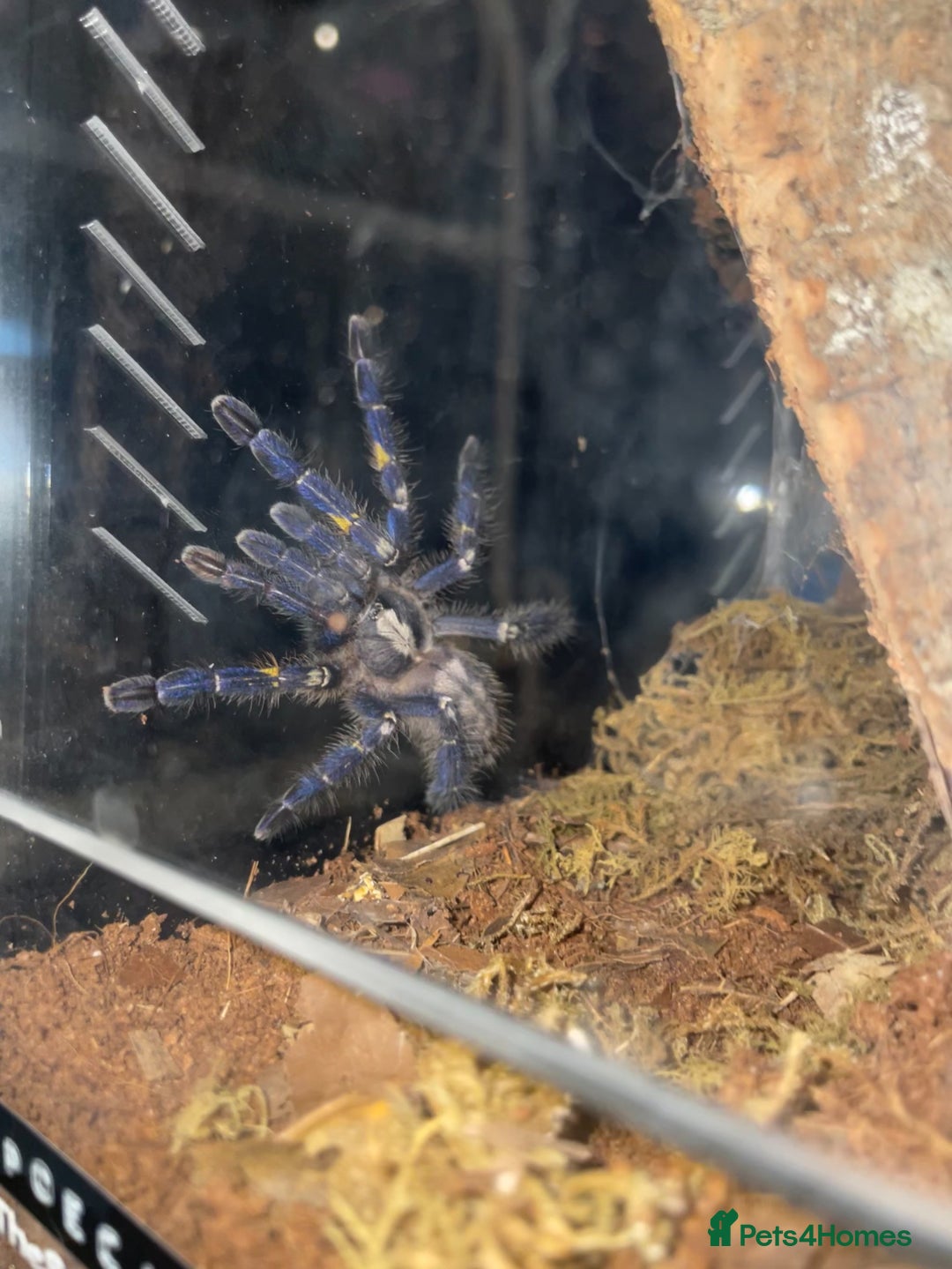 Tarantulas invertebrates for sale: P. Metallica female juvenile  - Image 1