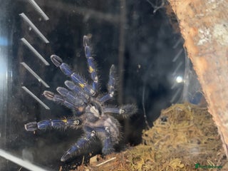 Tarantulas invertebrates - Advert 7