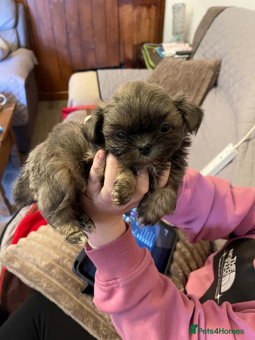 Shih Tzu dogs for sale: Imperial shih tzu - Advert 15