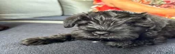 Miniature Schnauzer dogs for sale: ⭐️ AVAILABLE NOW ⭐️ - Advert 4