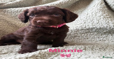 Cocker Spaniel dogs - Advert 2