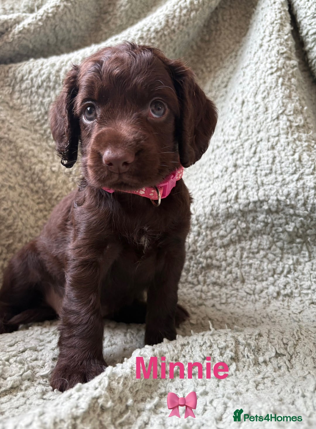 Cocker Spaniel dogs for sale: Cocker spaniel pups - Image 3