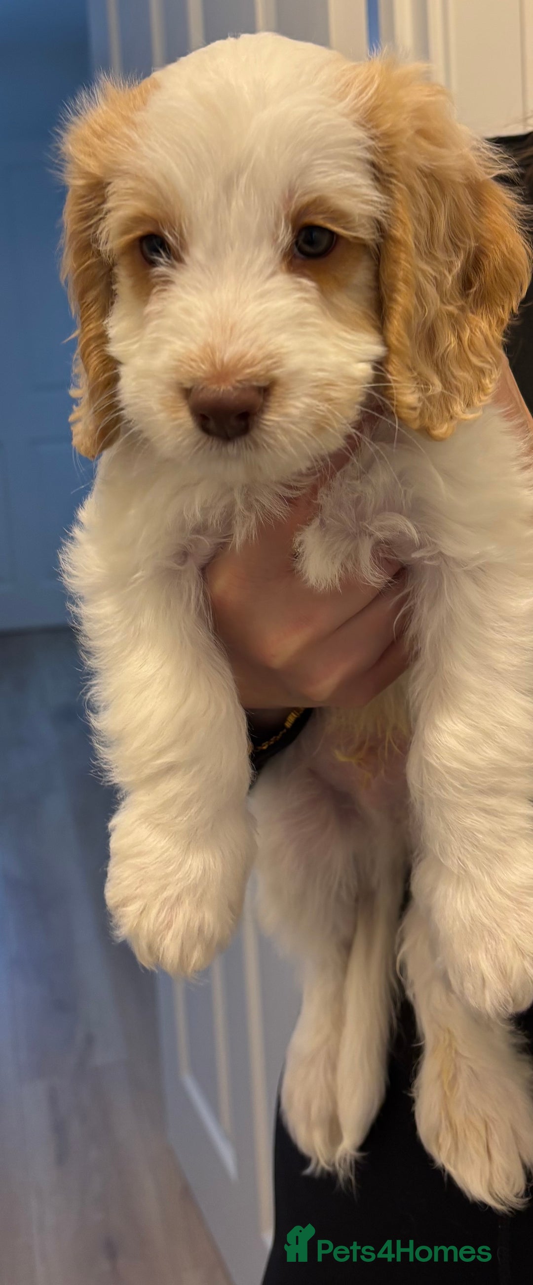 Cockapoo dogs for sale: Stunning cockerspaniel puppies - Image 15