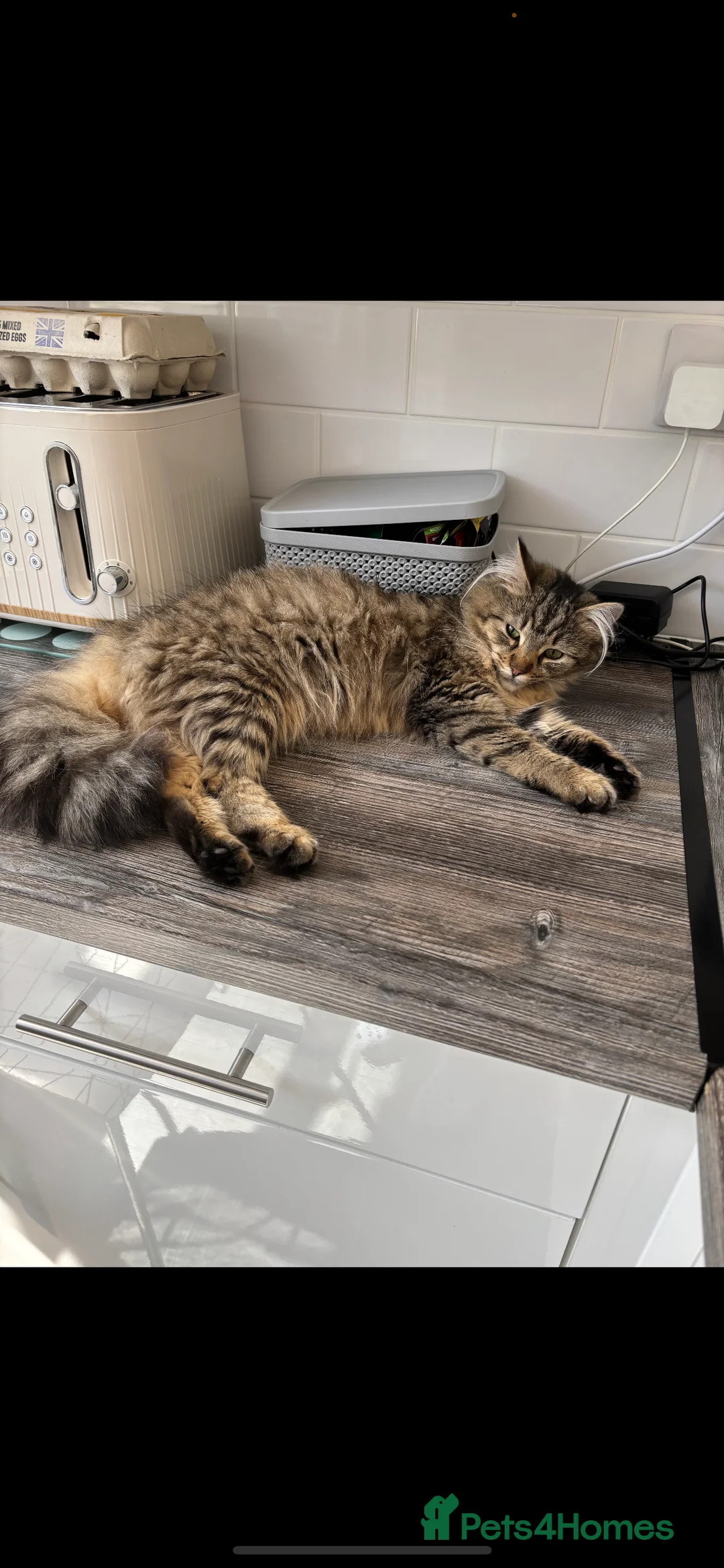 Mixed Breed cats for sale: Maine coon kittens for sale  - Advert 2