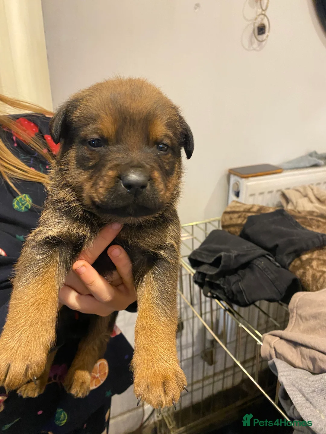 Mixed Breed dogs for sale: Rottweiler x malinois  - Advert 2