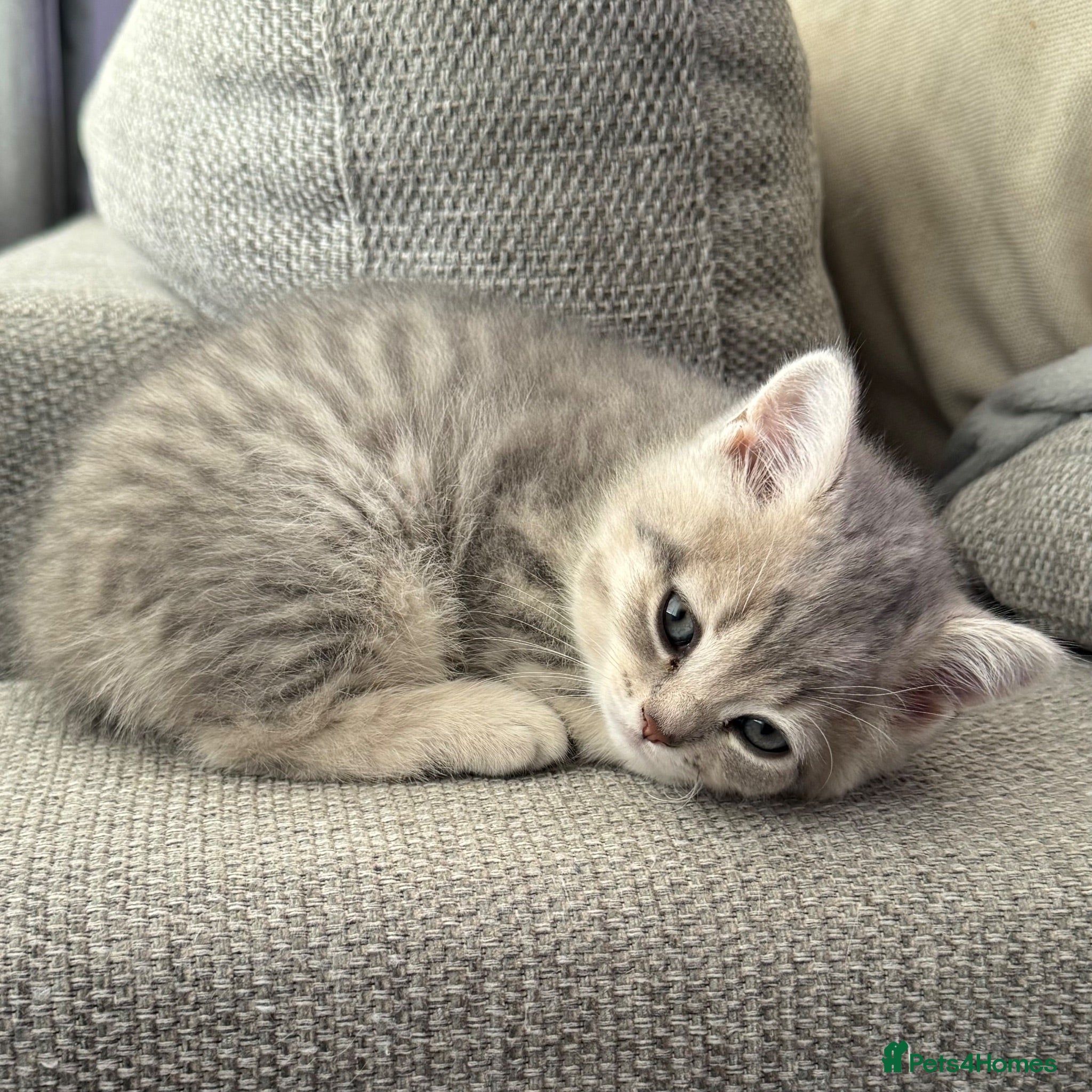 Scottish Fold cats Scottish straight Loving boy 💙 Ready now 💙 - Advert 17