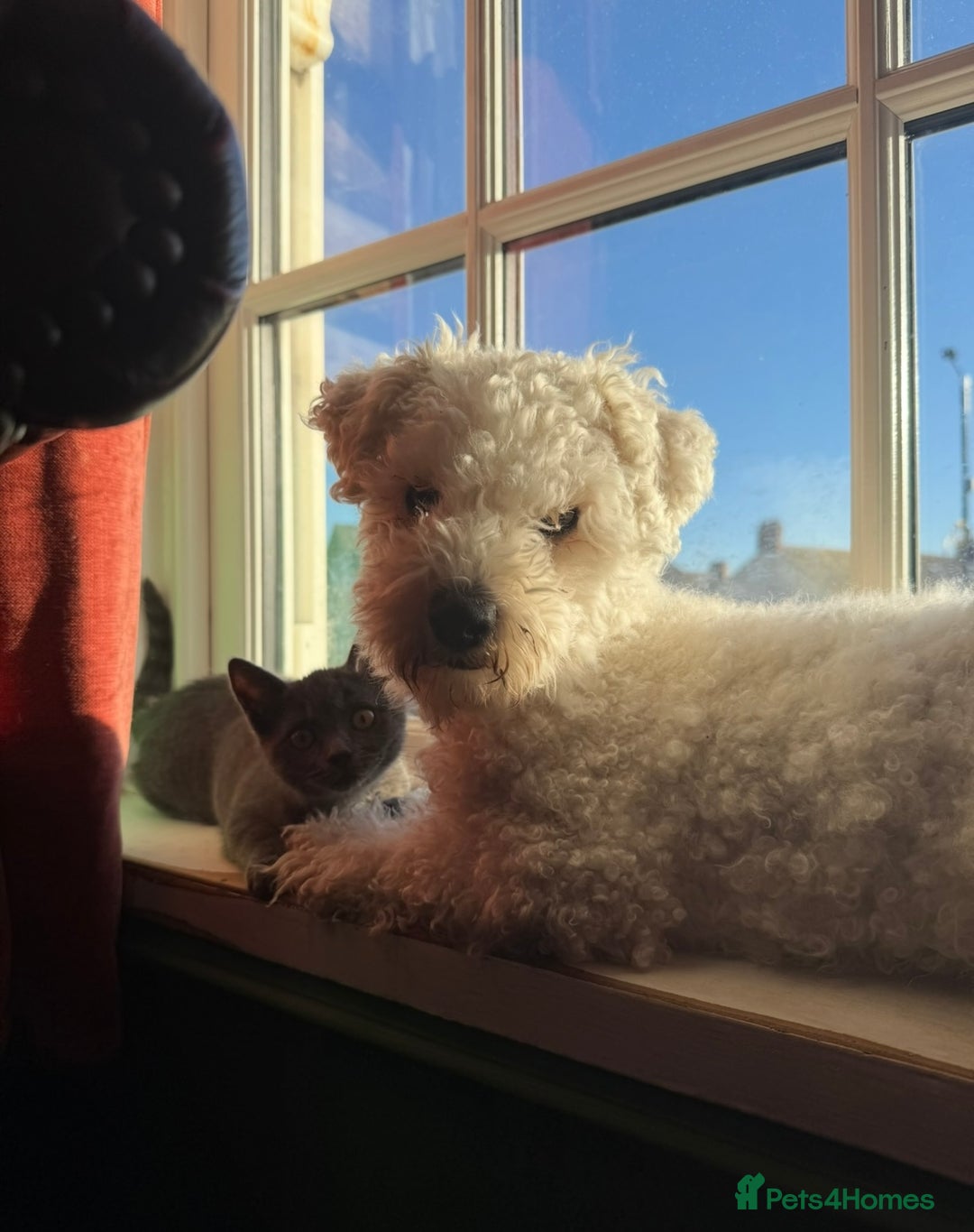 Bichon Frise dogs for sale: Bichon Frise for sale aged 3  - Advert 5