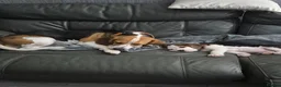 Beagle dogs for sale: Beagle Boy puppy  - Advert 2