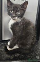 Mixed Breed cats 6 adorable kittens available - Advert 6