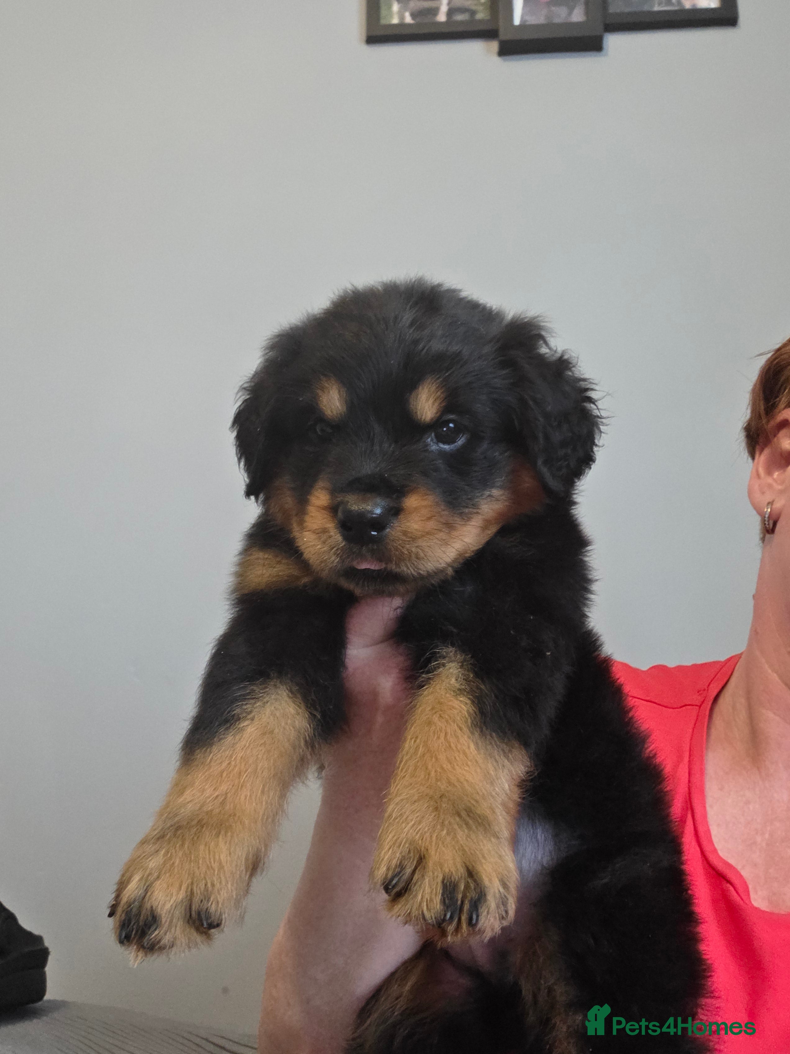 Rottweiler dogs Chunky rottweiler pups - Advert 2