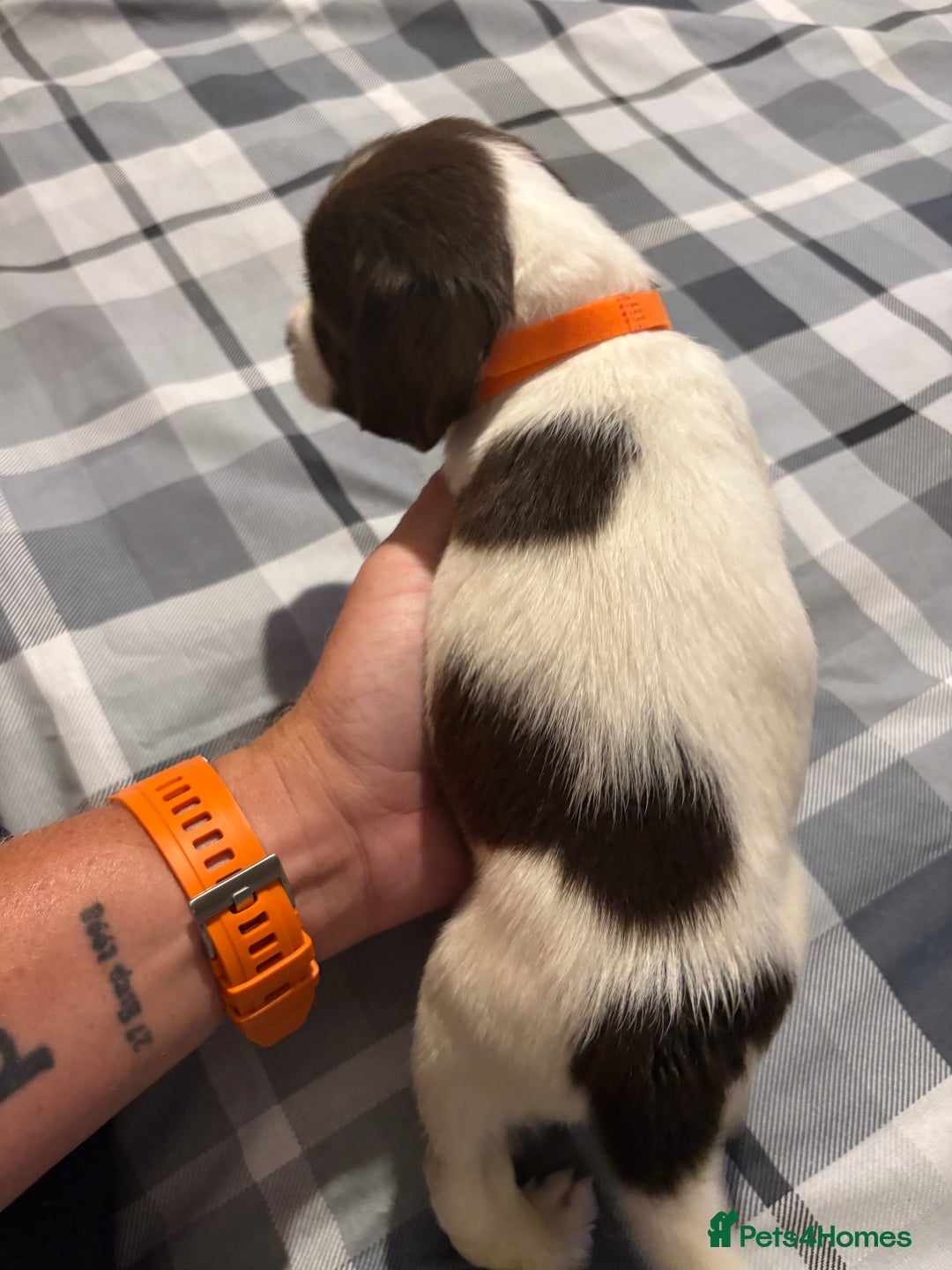 English Springer Spaniel dogs for sale: KC Registered English Springer Spaniel Puppies - Image 5