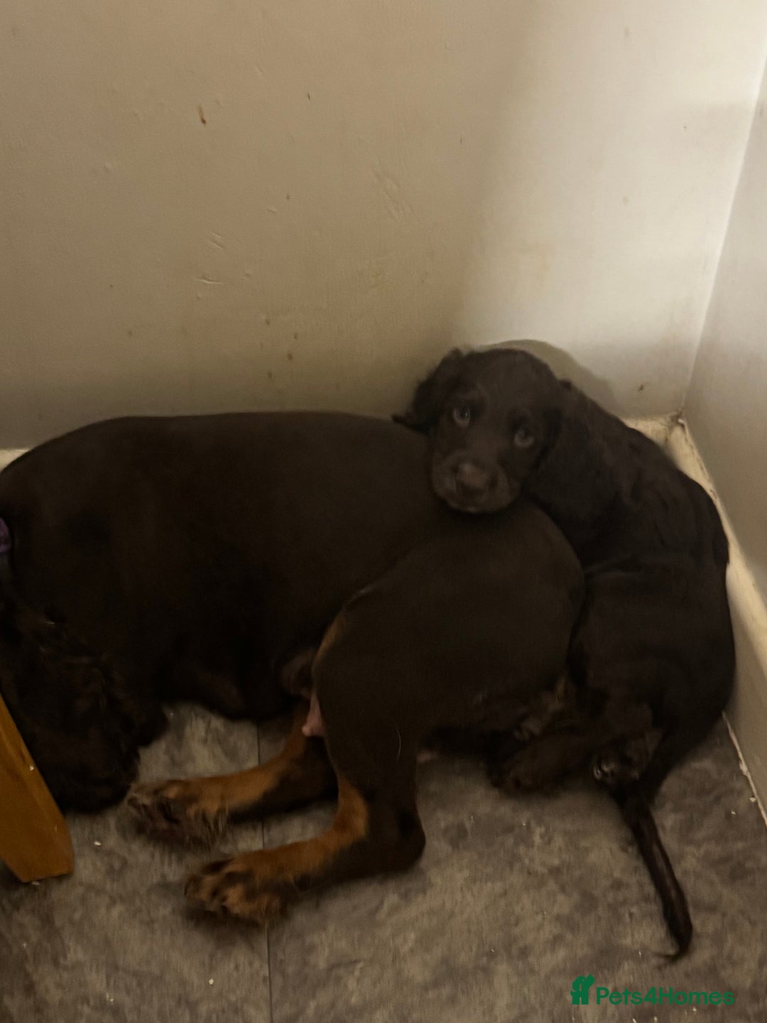 Cocker Spaniel dogs for sale: Cocker spaniel puppies  - Advert 5