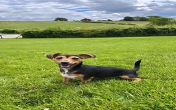 Jack Russell dogs for sale: Miniature Jack Russel puppies  - Image 7
