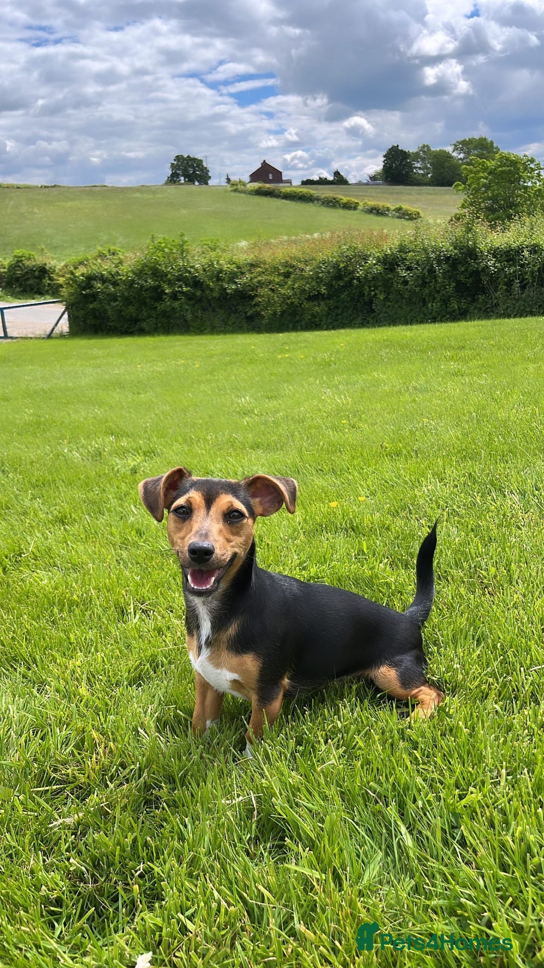 Jack Russell dogs for sale: Miniature Jack Russel puppies  - Image 7