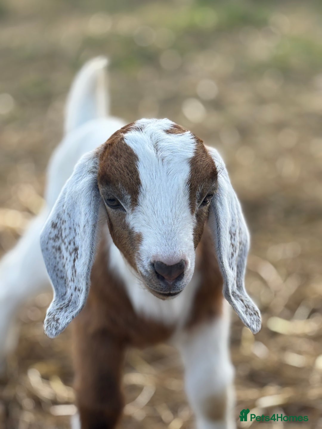 Goats livestock for sale: Pygmy and Pygmy cross bore babies - Image 6