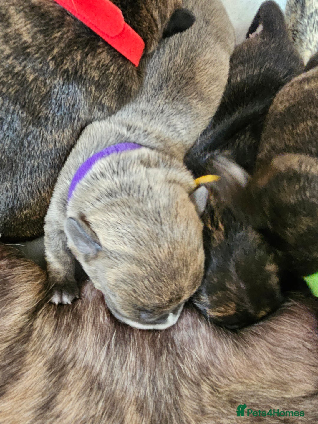 Mixed Breed dogs for sale: 8 Puppies - 3/4 blue staff 1/4 whipit  in Cradley Heath - Image 14