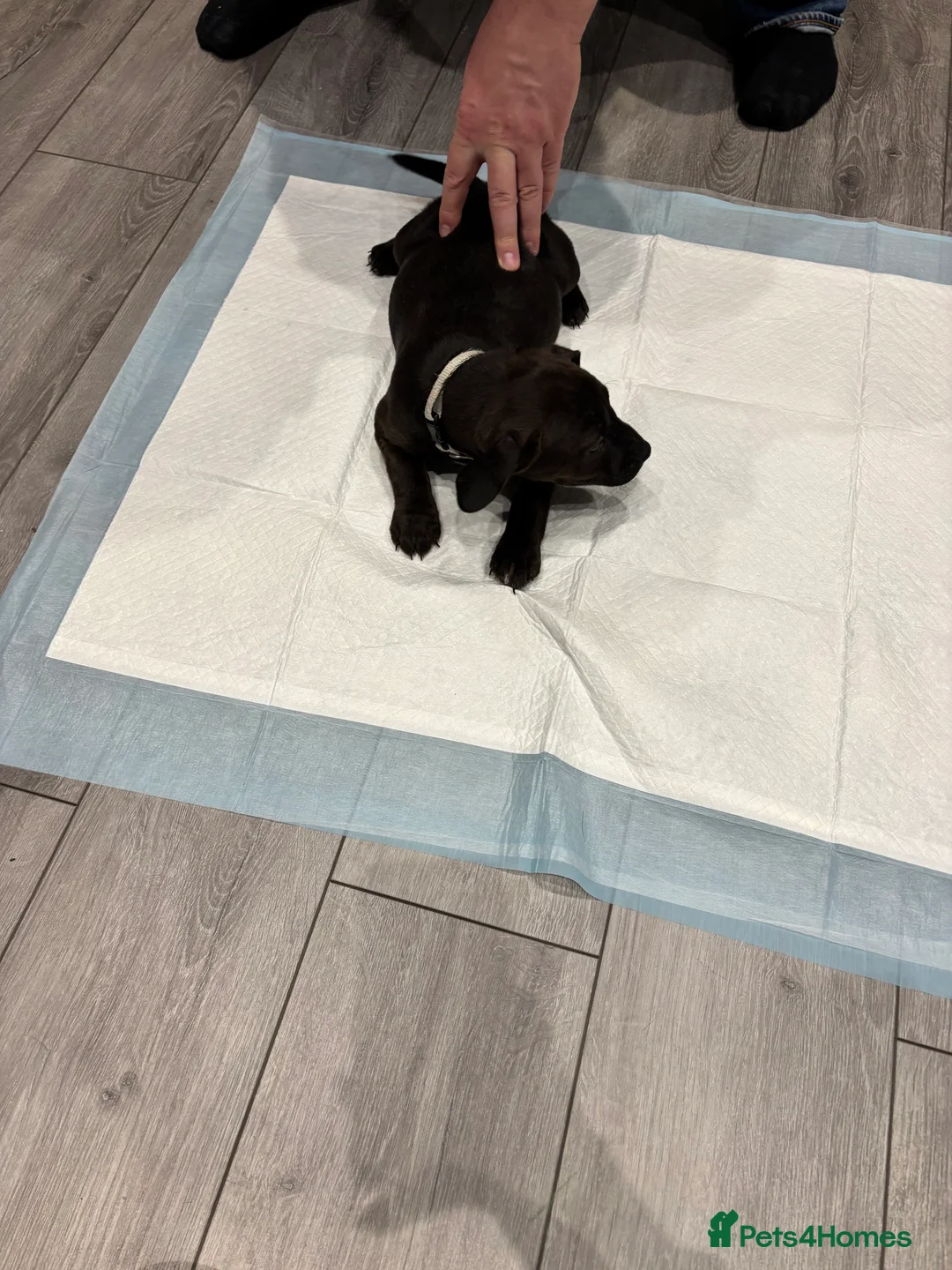 Patterdale Terrier dogs for sale: Patterdale puppies ready to go - Advert 6