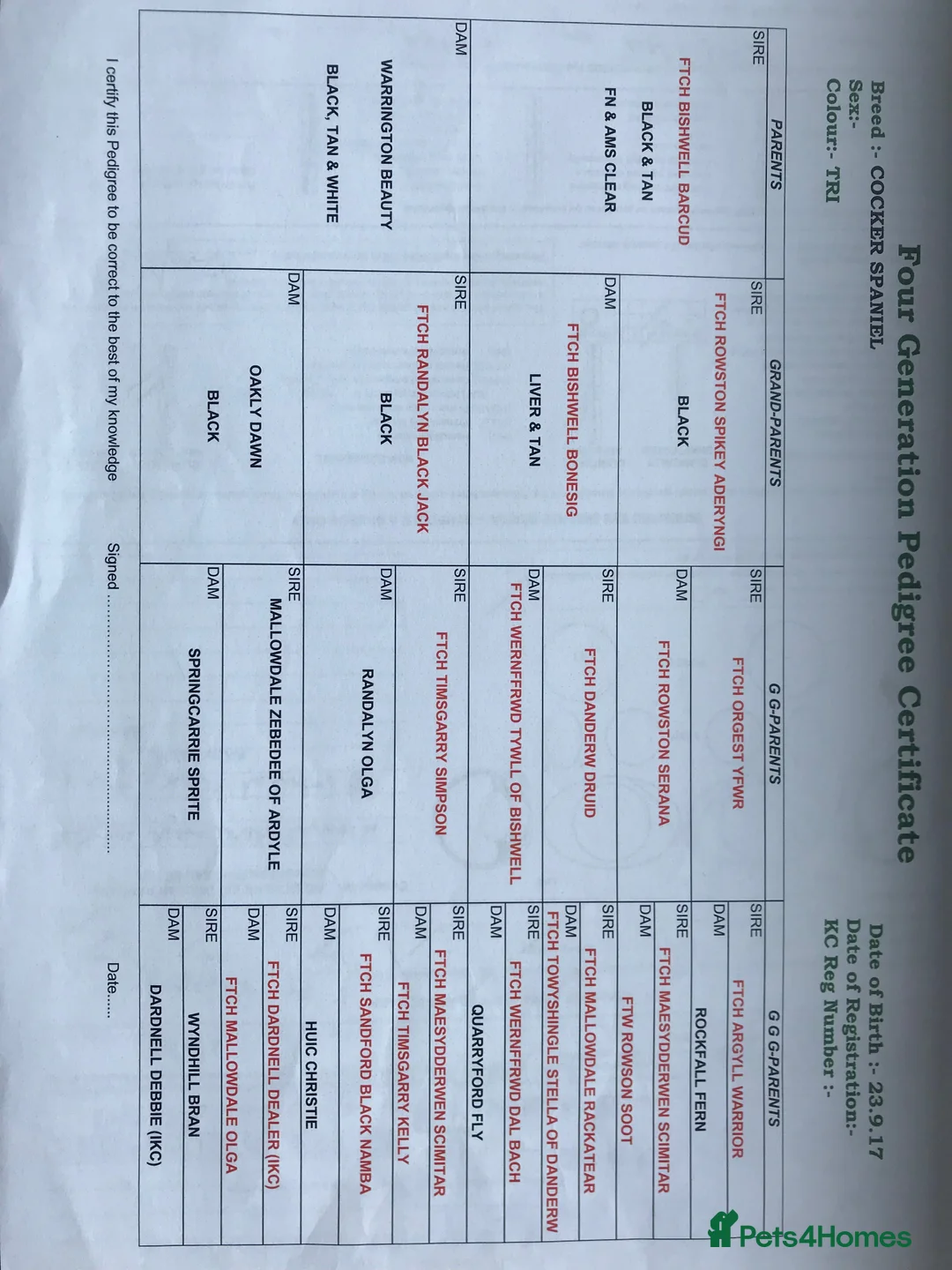 Cocker Spaniel dogs for stud: Proven Tri color cocker spaniel superb pedigr in Durham - Advert 5