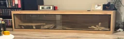 Bearded Dragon reptiles for sale: 1 year old, Bearded Dragon - Full Setup Included  - Advert 7