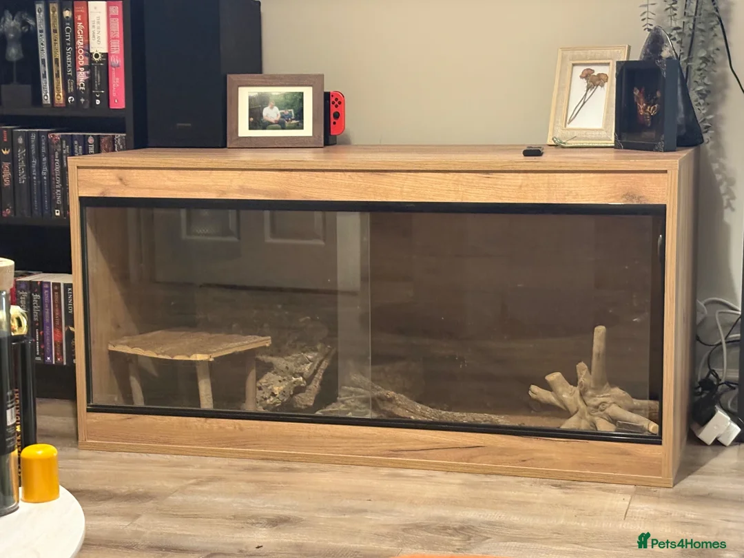Bearded Dragon reptiles for sale: 1 year old, Bearded Dragon - Full Setup Included  - Advert 7