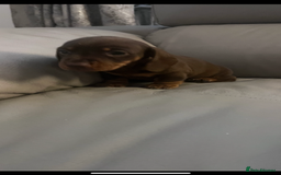 Miniature Dachshund dogs for sale: 🐾 Miniature Dachshund Puppies 🐶  - Image 3