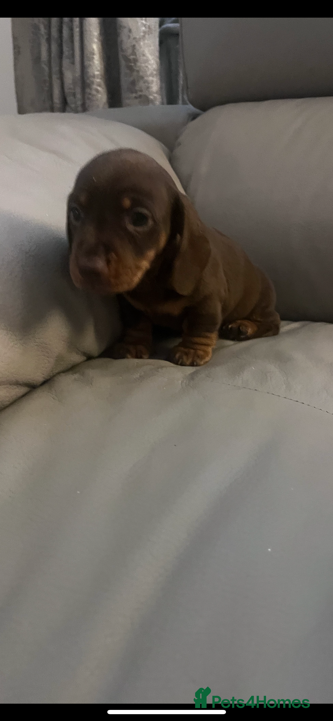 Miniature Dachshund dogs for sale: 🐾 Miniature Dachshund Puppies 🐶  - Image 3
