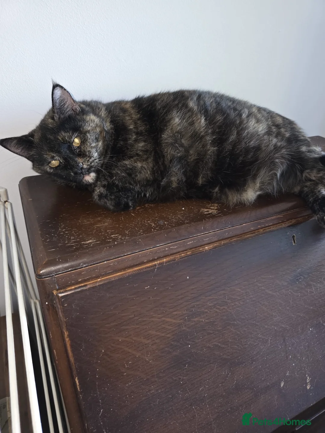 British Shorthair cats for sale: Tabby British short hair cat in Nottingham - Advert 1