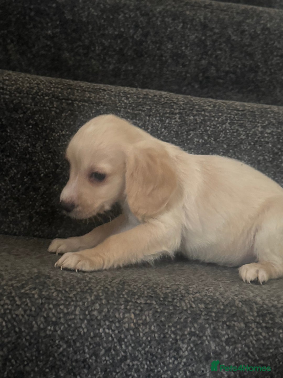 Cockapoo dogs for sale: Cockapoo puppies  - Advert 4