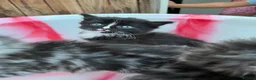 Siberian cats for sale: Adorable Kittens Looking for Their Forever Homes! - Advert 24