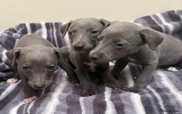 Whippet dogs for sale: Beautiful Whippets - Image 1